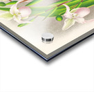 Selenipedium sedeni candidulum Acrylic print