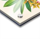 Trichocentrum Tigrinum Acrylic print