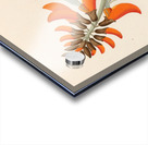 Erythrina Caffras 1817 Acrylic print