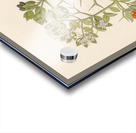 2 species of Carisfa arduina [Carissa haematocarpa] 1817 Acrylic print