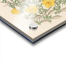 Bignoniae Nova Specie [Rhigozum obovatum] 1817 Acrylic print