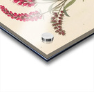 Pentand. Monog. [Lysimachia nutans] 1817 Acrylic print