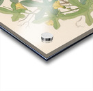 Cucumis Melothria pendula [Coccinea quinqueloba] 1817 Acrylic print