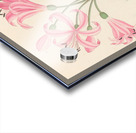 Amarillis [Boophone disticha] 1817 Acrylic print