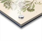 Pavetta caffra [Pavetta lanceolata] 1817 Impression Acrylique