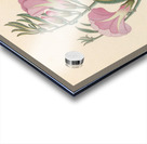 Convolvulus [Ipomoea oenotheroides] 1817 Acrylic print