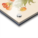 Gloriosa [Gloriosa superba] 1817 Acrylic print