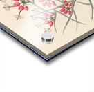 Cleome juncea. [Cadaba aphylla] 1817 Acrylic print