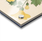 Hibiscus [Hibiscus calyphyllus] 1817 Acrylic print