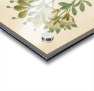 Capparis Nov. Sp. [Maerua caffra] 1817 Acrylic print