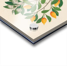 Hexand. Mono. [Mimusops obovata] 1817 Acrylic print