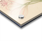 Amarillis [Crinum lineare] 1817 Acrylic print