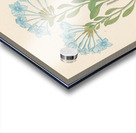 Plombago capensis [Plumbago auriculata] 1817 Acrylic print