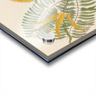 Mimosa [Acacia caffra] 1817 Acrylic print