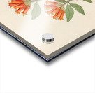 Gardenia Nova Sp. [Burchellia bubalina] 1817 Acrylic print