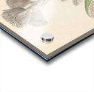 Arnica [Oldenburgia grandis] 1817 Impression Acrylique