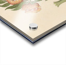 Asclepias grandiflora [Pachycarpus grandiflorus] 1817 Acrylic print