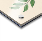 Rhamnus [Curtisia dentata] 1817 Acrylic print