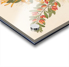 Loranthus N. Sp. [Moquiniella rubra] 1817 Acrylic print