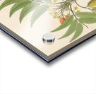 Decandria Mon. [Harpephyllum caffrum] 1817 Impression Acrylique