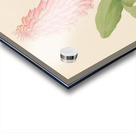 Veltheimia viridifolia [Veltheimia bracteata] 1817 Acrylic print