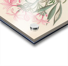 Ceropegia or Echites [Pachypodium succulentum] 1817 Acrylic print