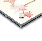 Amaryllis Stilosa 1834 Acrylic print