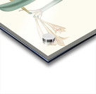 Amaryllis Harrisoni 1834 Acrylic print