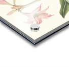 Amaryllis Steilatafolia 1834 Acrylic print