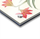 Amryllis Platypetala. 1834 Acrylic print