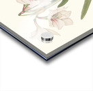 Amaryllis Picta. 1834 Impression Acrylique