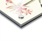 Ameryllis Superba Vittata 1834 Acrylic print