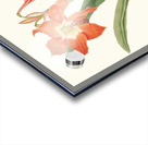 Amaryllis Equestris Major 1834 Acrylic print