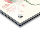 Amaryllis Longifolia Glauca 1834 Acrylic print