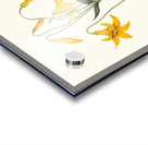 Lilium Canadense. [Canada Lily Wild Yellow Lily] 183400 Acrylic print