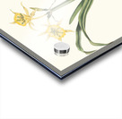 Pancratium Amancaes 1834 Acrylic print