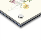 Lilium Pomponium Lilium Chalcedonicum 1834 Acrylic print