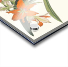 Amaryllis Fulgida 1834 Acrylic print