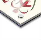 Amaryllis Formosissima. 1834 Impression Acrylique