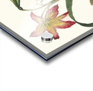 Amaryllis Psittacina 1834 Acrylic print