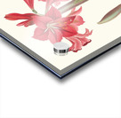 Amaryllis Johnsoni. 1834 Acrylic print