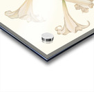 Lilium Longiflorum. 1834 Acrylic print