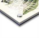 Pancratium Specidsum 1834 Acrylic print