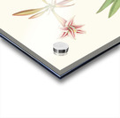 Amaryllis Vittata Minor 1834 Acrylic print