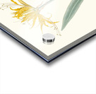 Nerine Aurea. 1834 Acrylic print