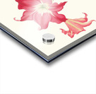 Amaryllis Solandriflora Var. Or Amaryllis Johnsoni 1834 Acrylic print