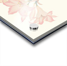 Amaryllis Belladonna 1834 Acrylic print