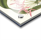 Crinum Cruentum 1834 Acrylic print