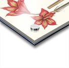 Amaryllis Correiensis. 1834 Acrylic print