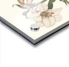 Lilium Japonicum. 1834 Acrylic print